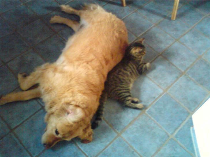 Golden retriever bonnie - det er min gode katte ven kitty :) som detsværre er død :´( men der er kommet en ny katte ven til migg ;) den hedder oss kitty ;) hehe <3 billede 16
