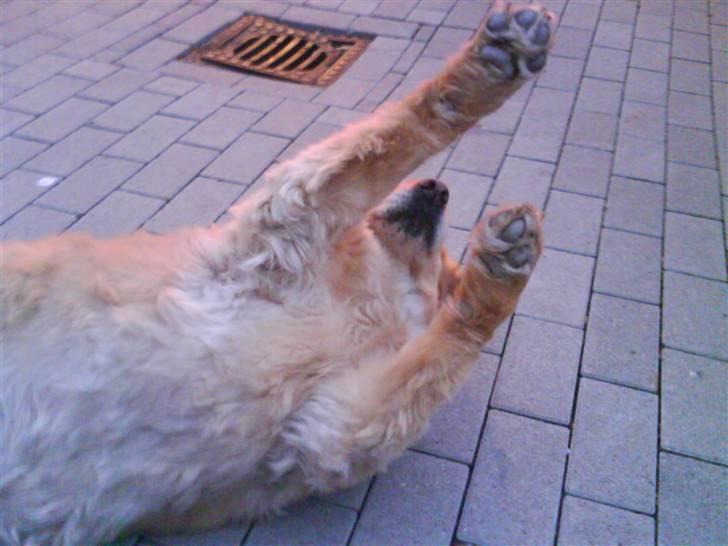 Golden retriever bonnie - leg me migg ...  helst nu ? please ??? billede 17