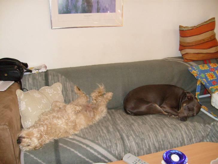 Blanding af racer Fister (Bobby) - Anastacia og jeg tager os lige en lur billede 10