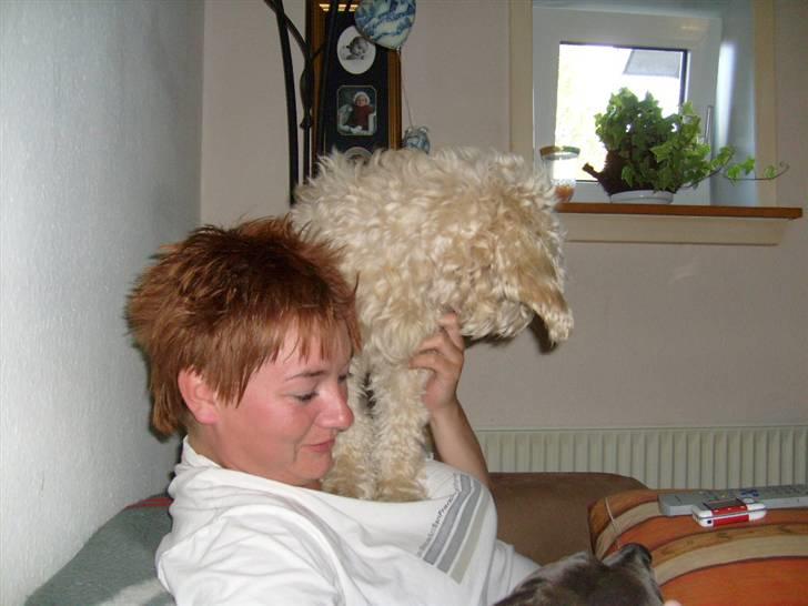 Blanding af racer Fister (Bobby) - Bedste udkigspunkt :o) billede 11