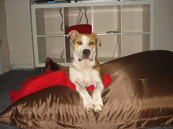 Amerikansk staffordshire terrier Chili billede 16