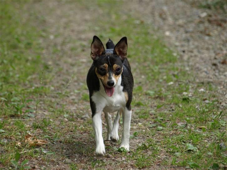 Dansk svensk gaardhund fenja billede 9