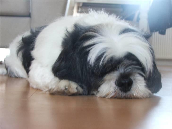 Lhasa apso Toffie billede 6