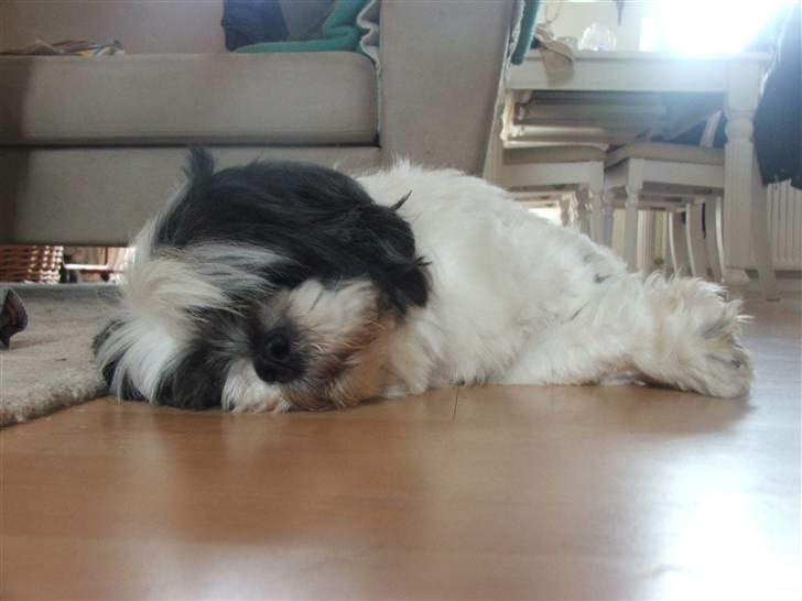 Lhasa apso Toffie billede 7