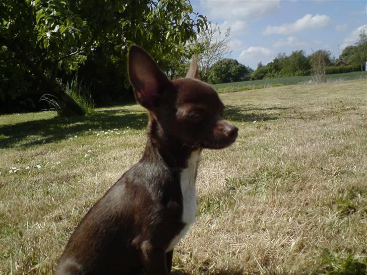 Chihuahua Lucky . - Kongen er jeg da ..  billede 10