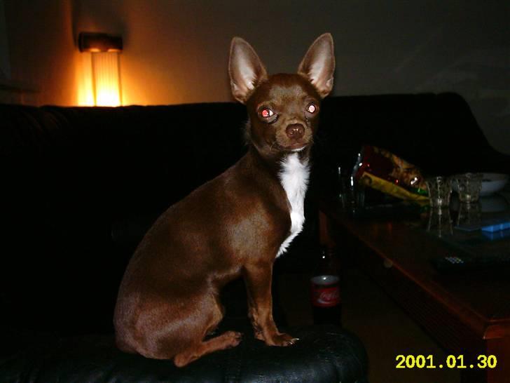 Chihuahua Lucky . - Seee miiiig Moooar <3 ..  billede 11