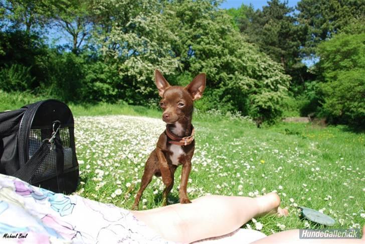 Chihuahua Lucky . - stadig træf i Kbh . Dejlig varm dag ..  billede 12
