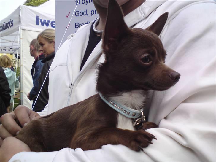 Chihuahua Lucky . - Konegn Til DK´S Sødeste hund i Gavnø ..  billede 13