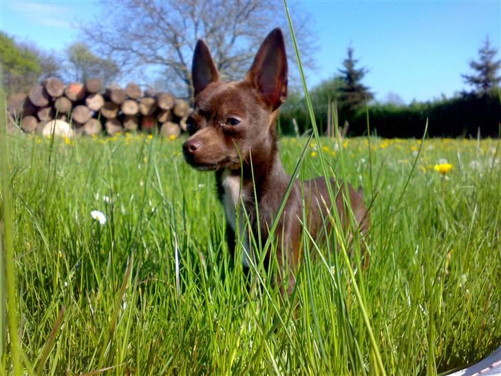 Chihuahua Lucky . - Gemme Gemme - haha du kan ikke se mig mor !  billede 14