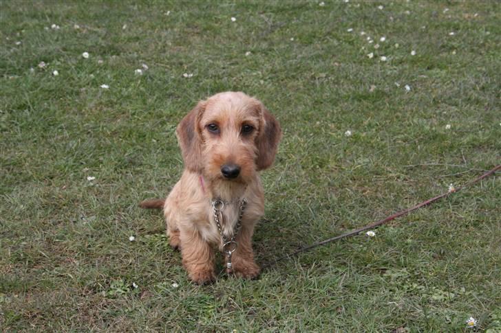 Gravhund Farnæshøj's Jenka - Lille mig er ved at lære min nye verden billede 1