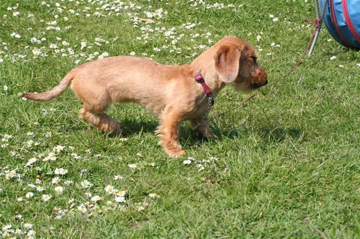 Gravhund Farnæshøj's Jenka - På tur billede 2