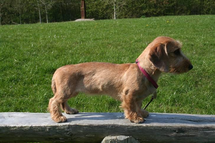 Gravhund Farnæshøj's Jenka - Står jeg ikke fint her billede 3