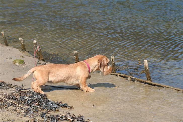 Gravhund Farnæshøj's Jenka - Skal lige se om jeg kan nå gåsen i vandet billede 4
