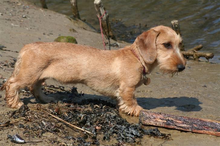 Gravhund Farnæshøj's Jenka - Hov hvor blev den af. billede 5