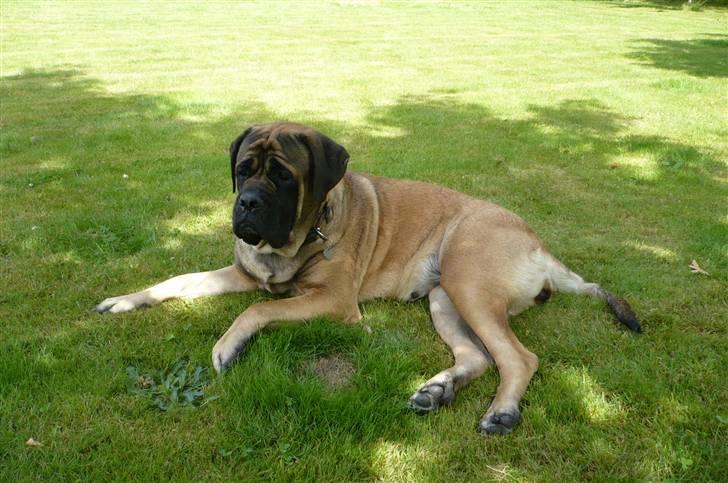 Mastiff Akeela -  Akeela i haven billede 6
