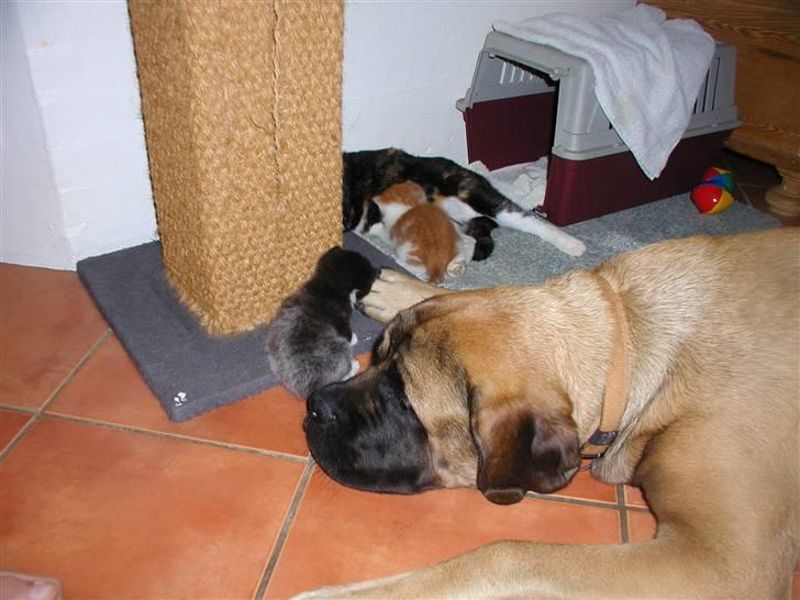 Mastiff Akeela - Akeela leger med killinger billede 7