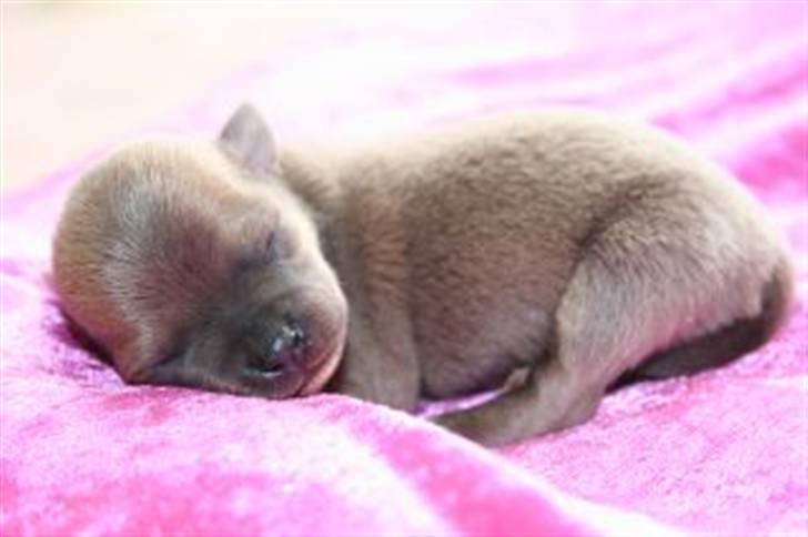 Chihuahua Arabella - Som helt lille nyfødt <3 billede 1