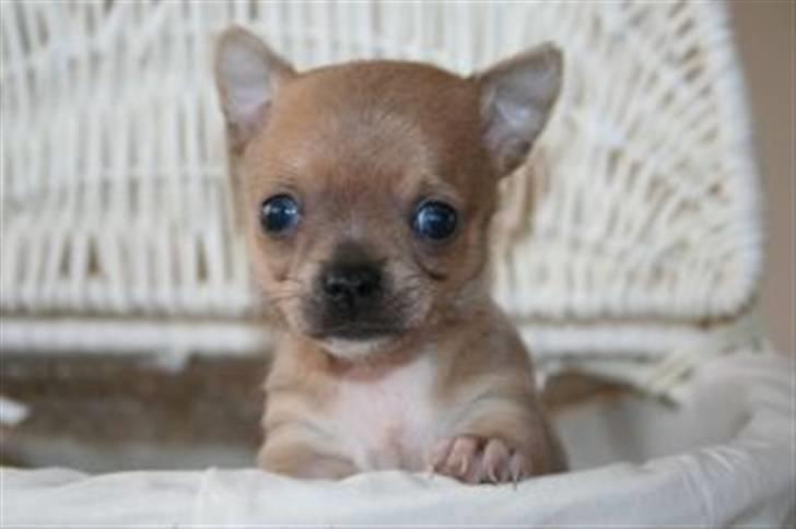 Chihuahua Arabella - Så har jeg fået øjne Ö billede 2