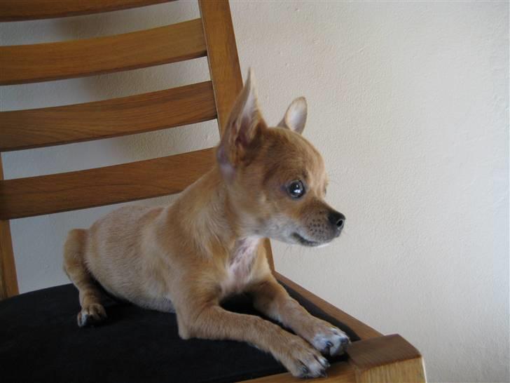 Chihuahua Arabella billede 3