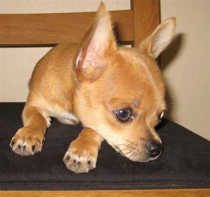Chihuahua Arabella billede 4