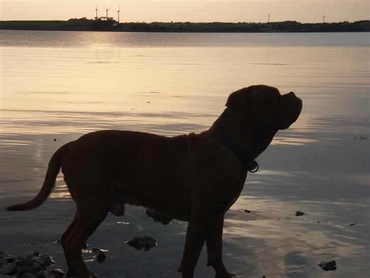 Dogue de bordeaux Valour R.I.P.  billede 12