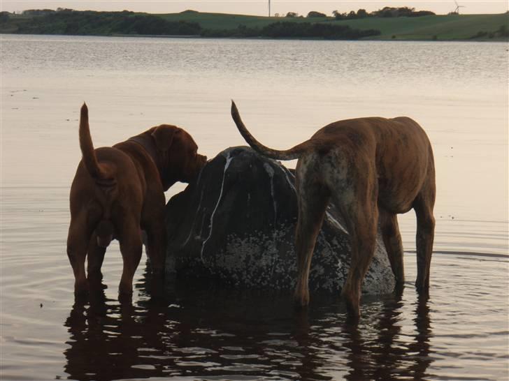 Dogue de bordeaux Valour R.I.P.  billede 13