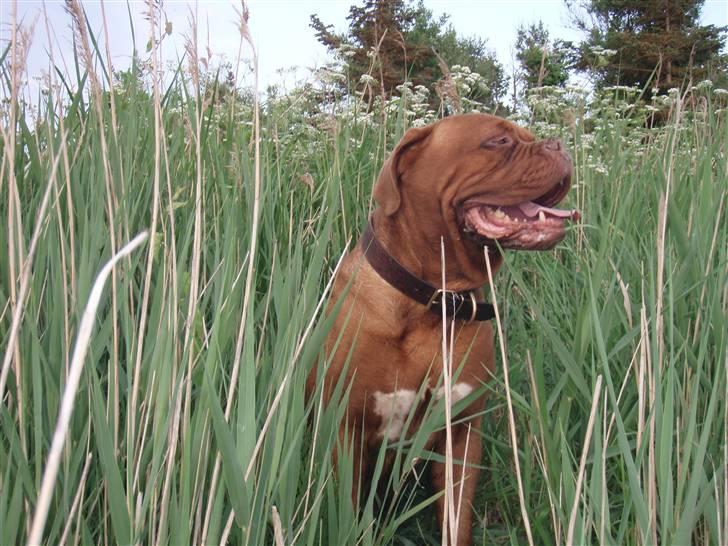 Dogue de bordeaux Valour R.I.P.  billede 14