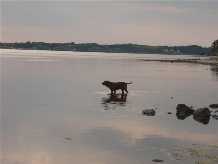Dogue de bordeaux Valour R.I.P.  billede 15