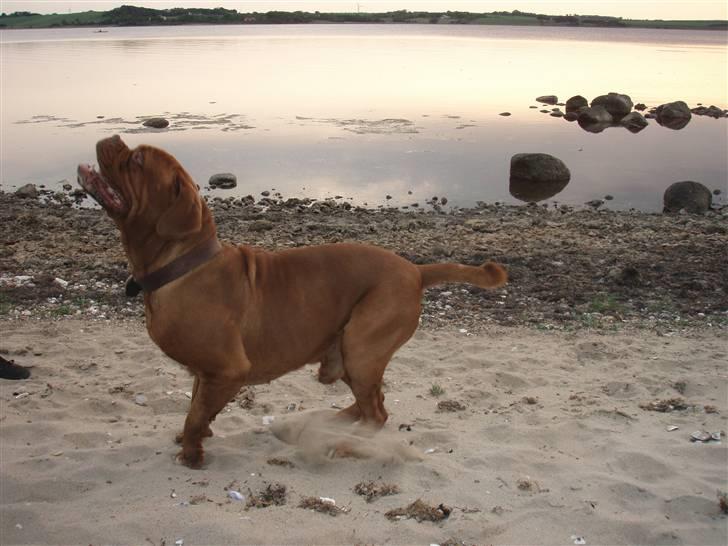 Dogue de bordeaux Valour R.I.P.  billede 16