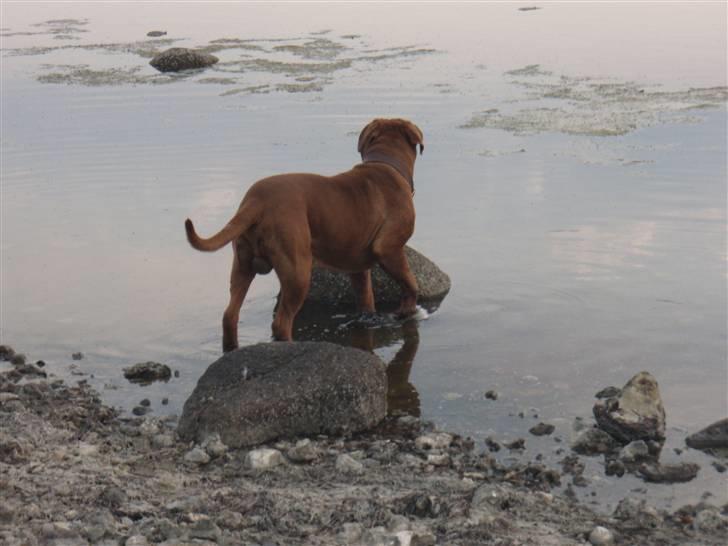 Dogue de bordeaux Valour R.I.P.  billede 17