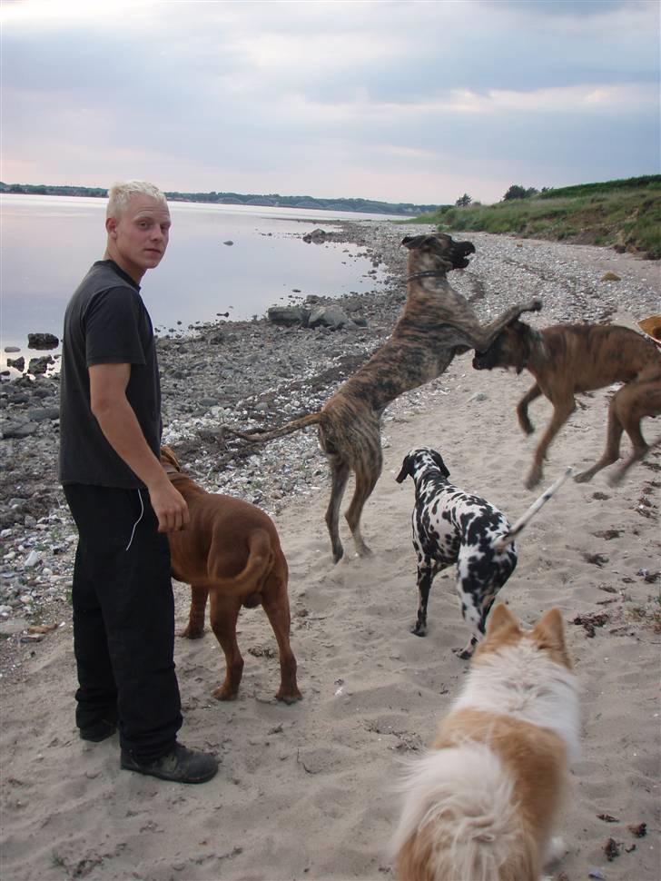 Dogue de bordeaux Valour R.I.P.  billede 18