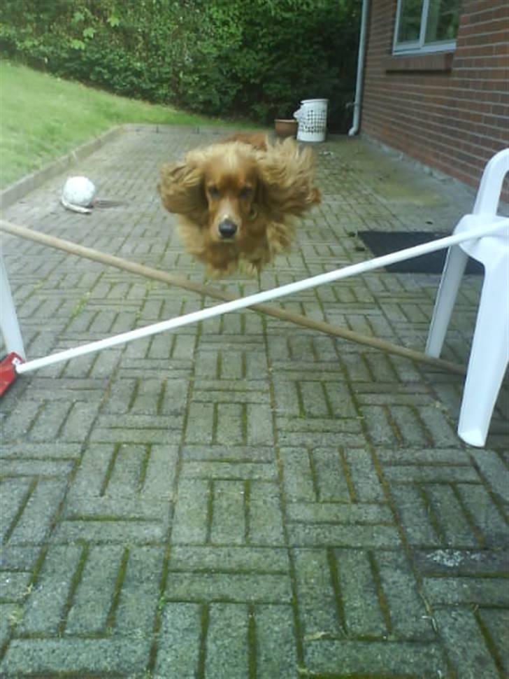 Cocker spaniel Tayson billede 14