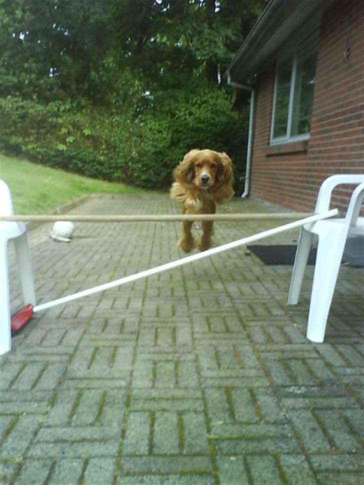 Cocker spaniel Tayson billede 15