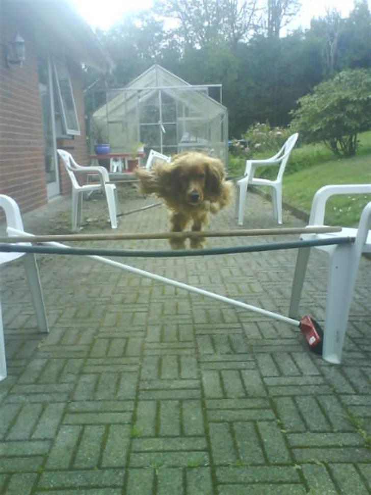 Cocker spaniel Tayson billede 16