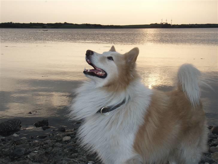 Blanding af racer voodoo - kom nu mor, hvad skal vi lave.....  billede 1