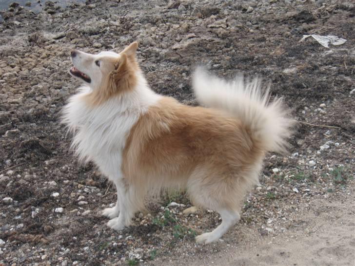 Blanding af racer voodoo billede 2