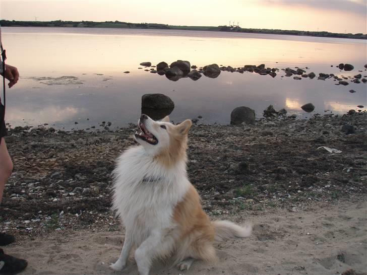 Blanding af racer voodoo - se, jeg kan sidde helt stille... ;)  billede 3