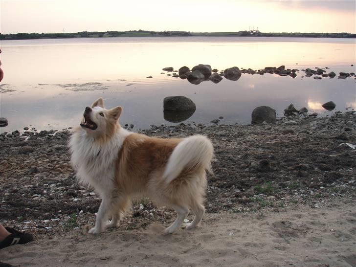 Blanding af racer voodoo billede 4