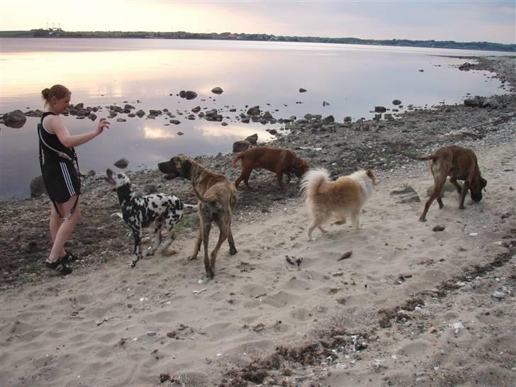 Blanding af racer voodoo - det er skønt at være ved vandet med hele familien.....  billede 5