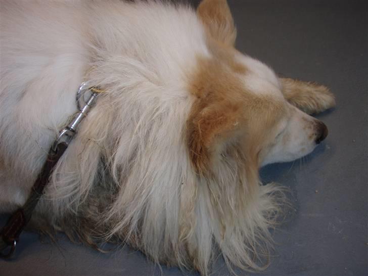 Blanding af racer voodoo - sådan så jeg ud lige da jeg blev hentet fra lænken... :(  billede 6