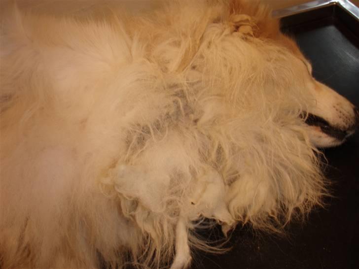 Blanding af racer voodoo billede 7