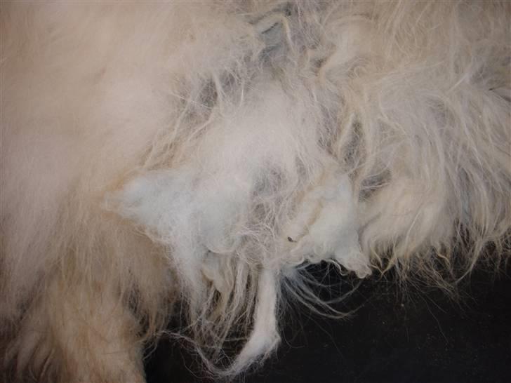 Blanding af racer voodoo - av av....  billede 8