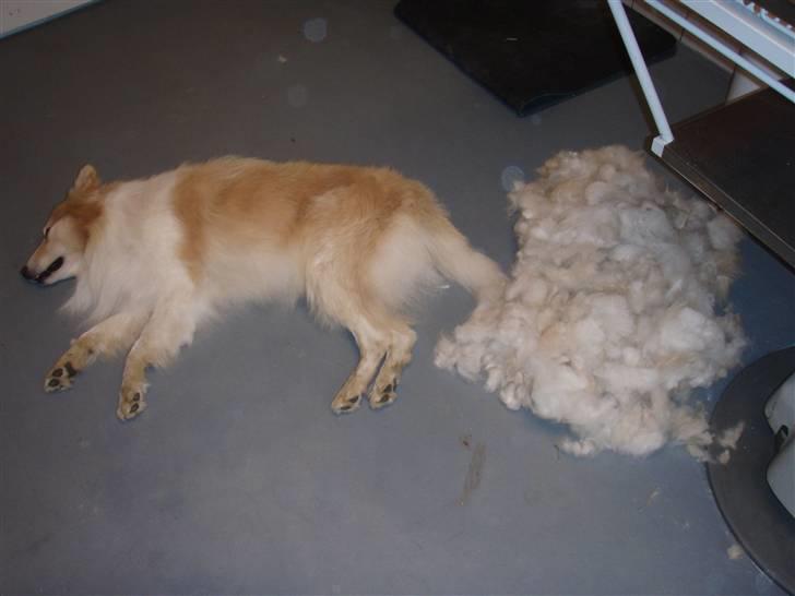 Blanding af racer voodoo - min nye mor fik mig heldigvis bedøvet da jeg skulle børstes første gang, det var nærmest en halv hund der blev til overs... :O billede 9