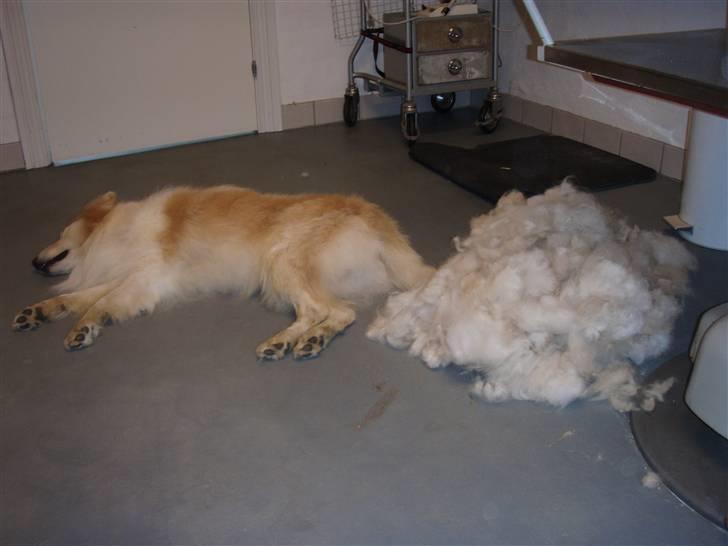 Blanding af racer voodoo billede 10