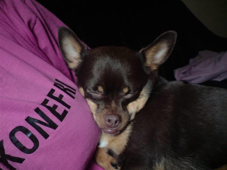 Chihuahua Chucky  - Orh Mor jeg har savnet diig ..  billede 15