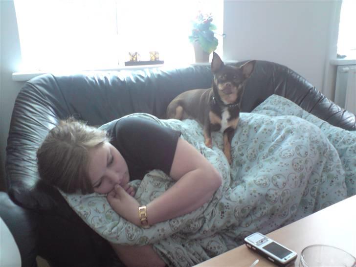 Chihuahua Chucky  - Passer på Mor når hun sover ..  billede 16