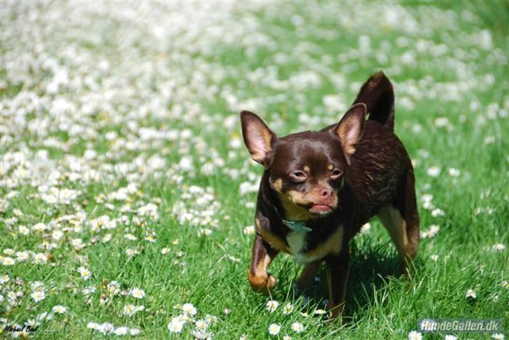 Chihuahua Chucky  - Træf i KBH ..  billede 17