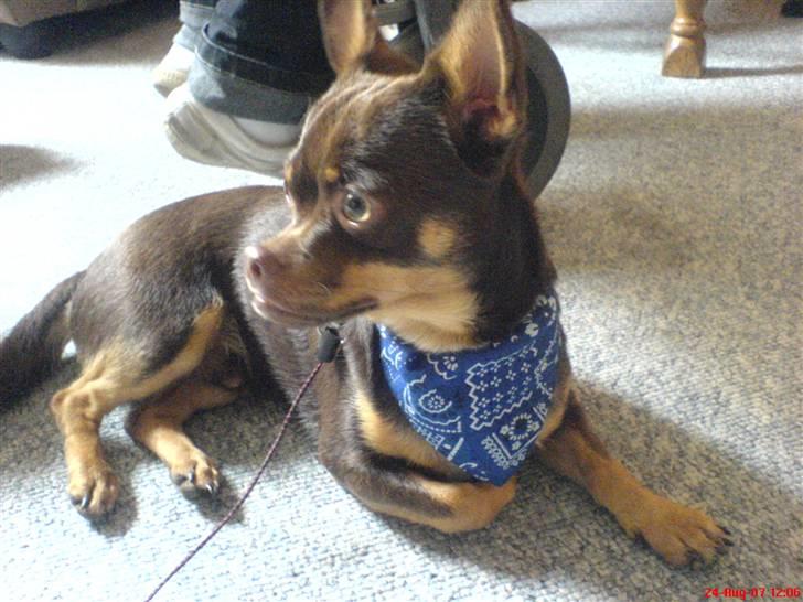 Chihuahua Chucky  - See miiig  billede 18