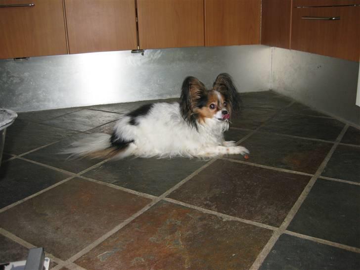 Papillon Bria - Uhh mor, den er så lækker... Må jeg ikke godt tage den??? billede 7