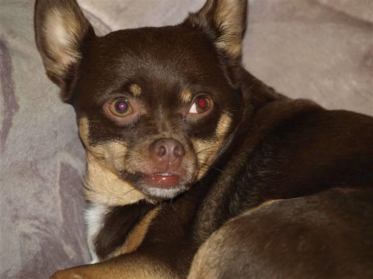 Chihuahua Chucky  - * Nyt * billede 19